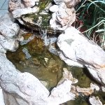 phoca_thumb_m_tropic zajici 51 Fotogalerie